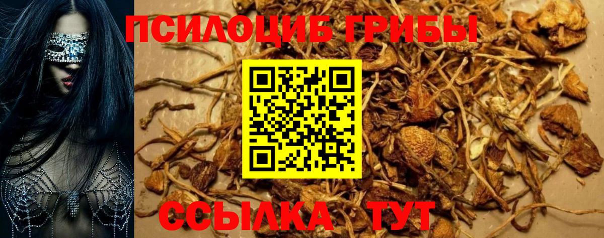 Галлюциногенные грибы Cubensis Тимашёвск